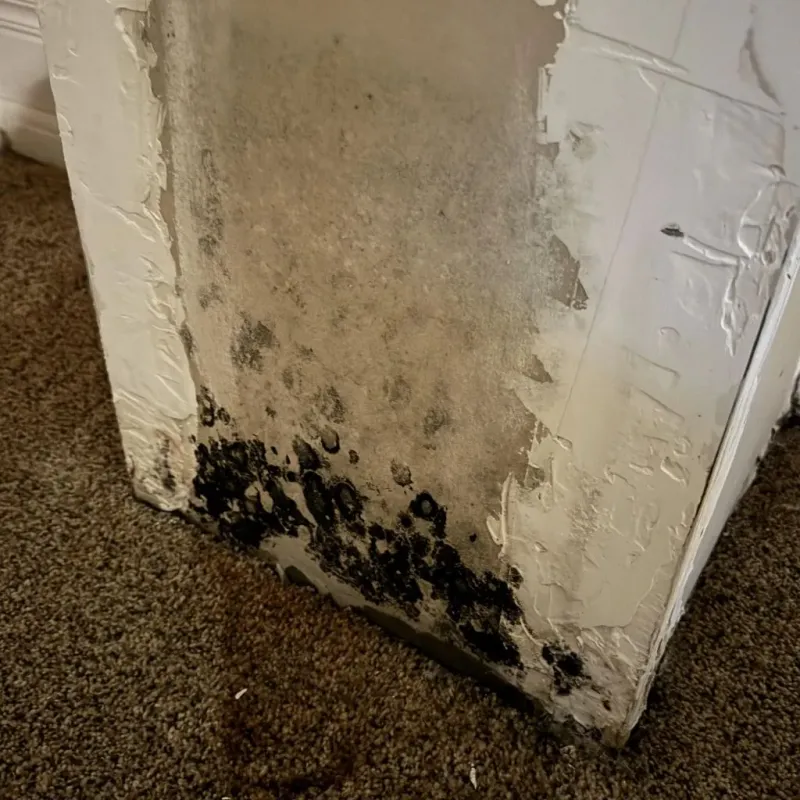 Professional Mold Removal in Cumming, GA